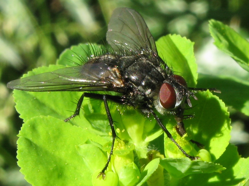 Tachinidae